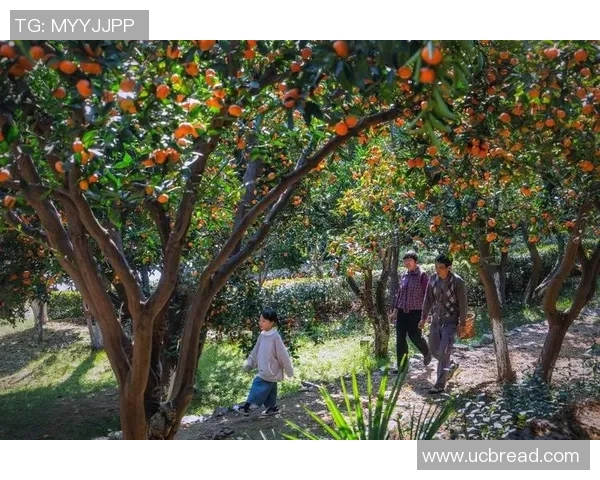 亲身体验果园采摘乐趣，探索秋日丰收的自然之美